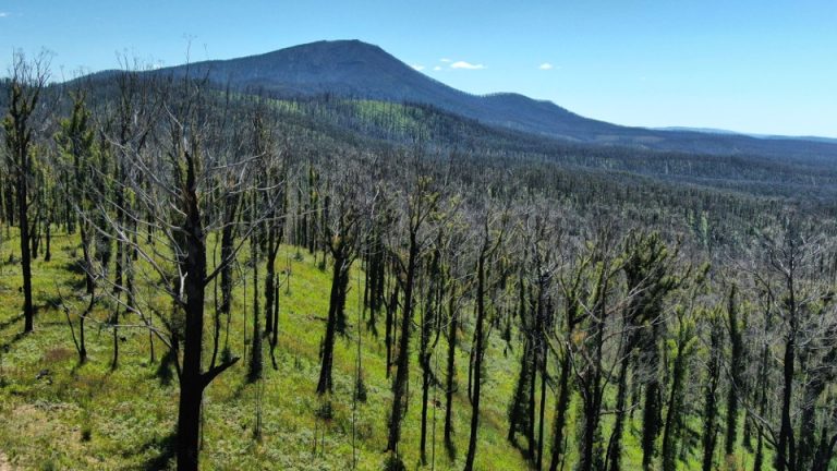 Green shoots growing in burnt forest from bushfire