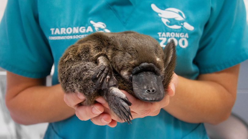 A person holding a platypus