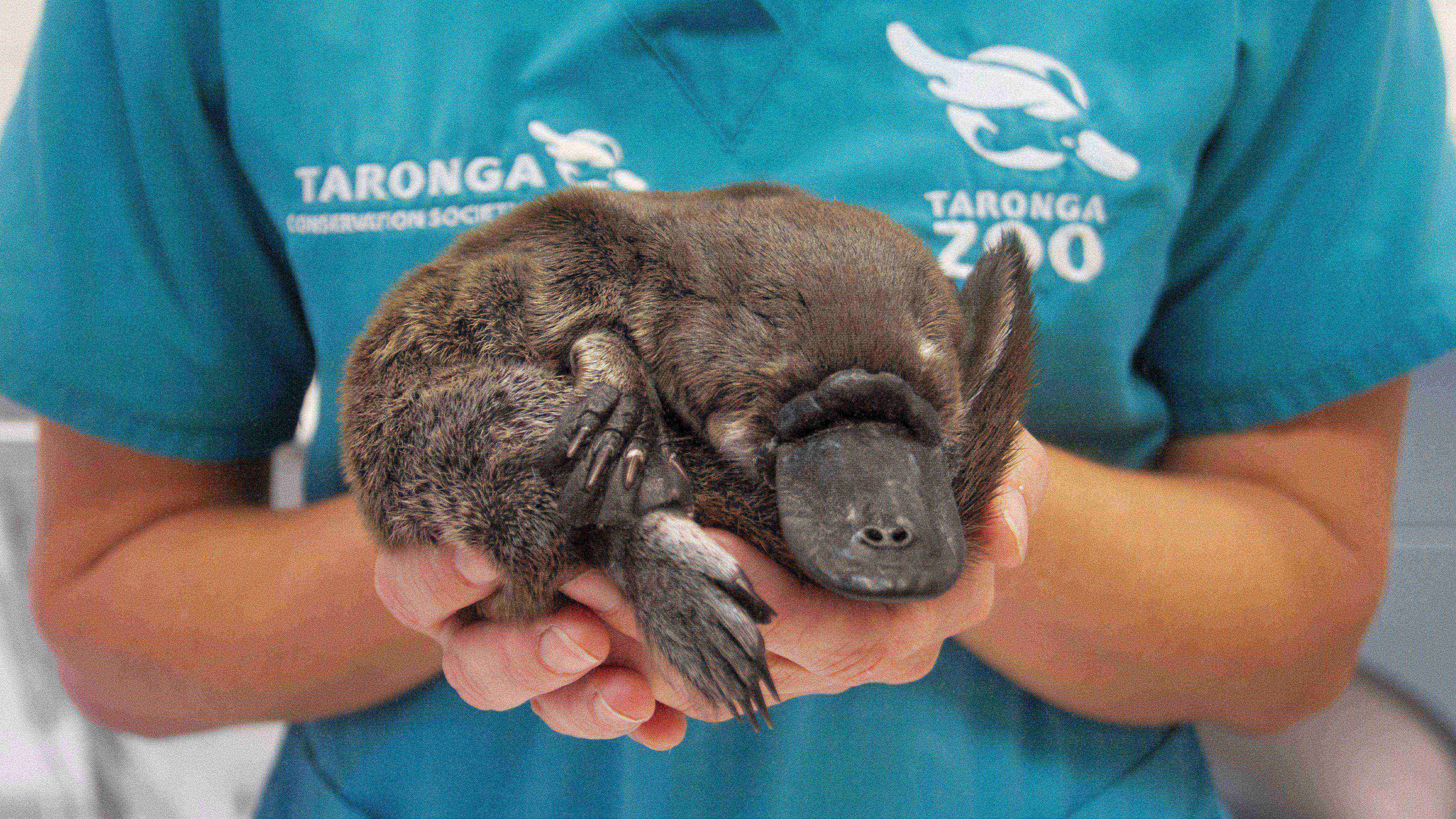 Public donations kindle new facility for threatened platypus