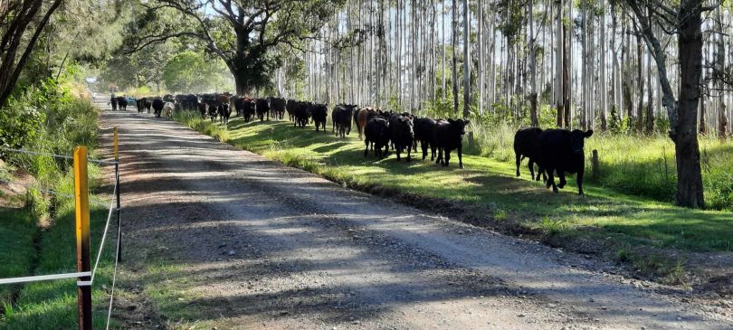 Cows walking alongside dirt road