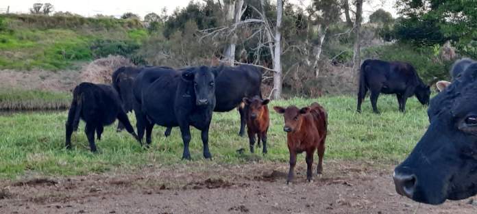 Cattle on rural property at Mondrook