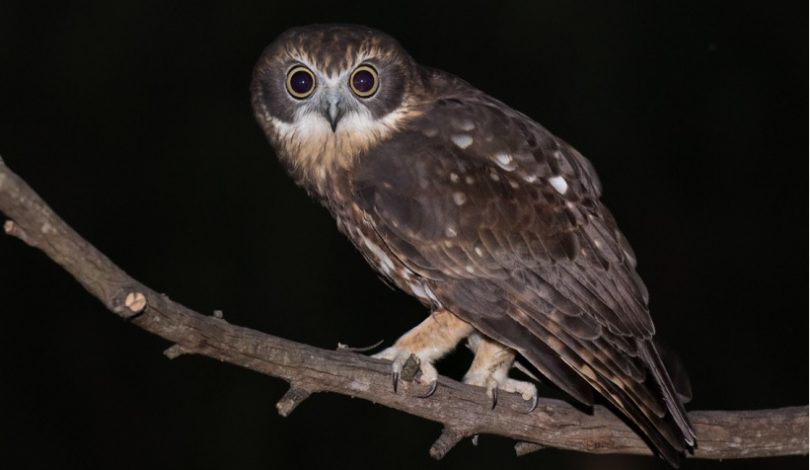 Owl in tree at night