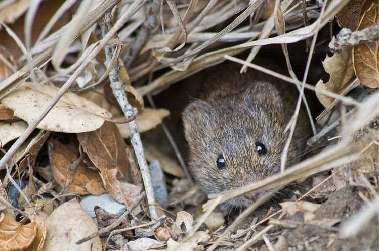 Mouse in burrow