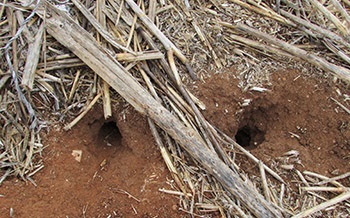 Rodent burrows on rural property