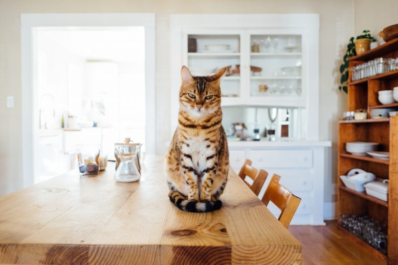 Cat sitting on kitchen table in house