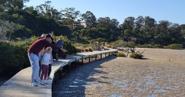 Council adds another plank to the Merimbula Boardwalk renewal project