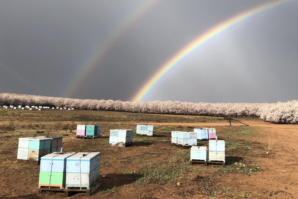 Long road ahead for honey bees and their keepers