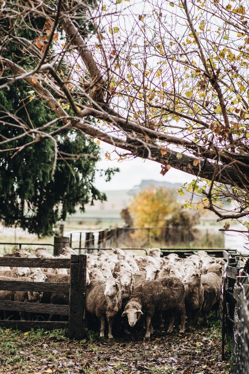 Sheep on rural property