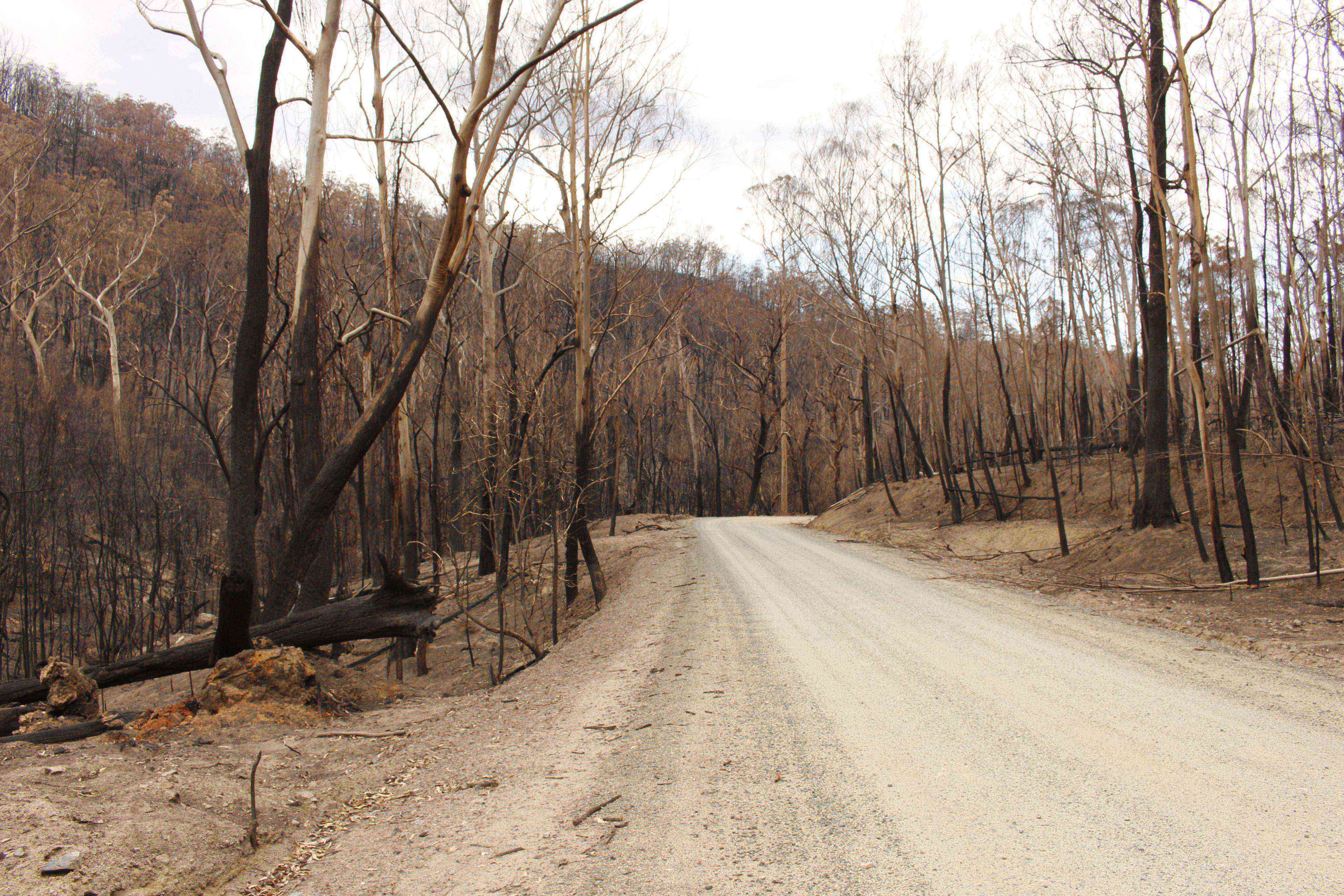 Regional hearings planned as NSW Coroner holds inquests into Black Summer fires