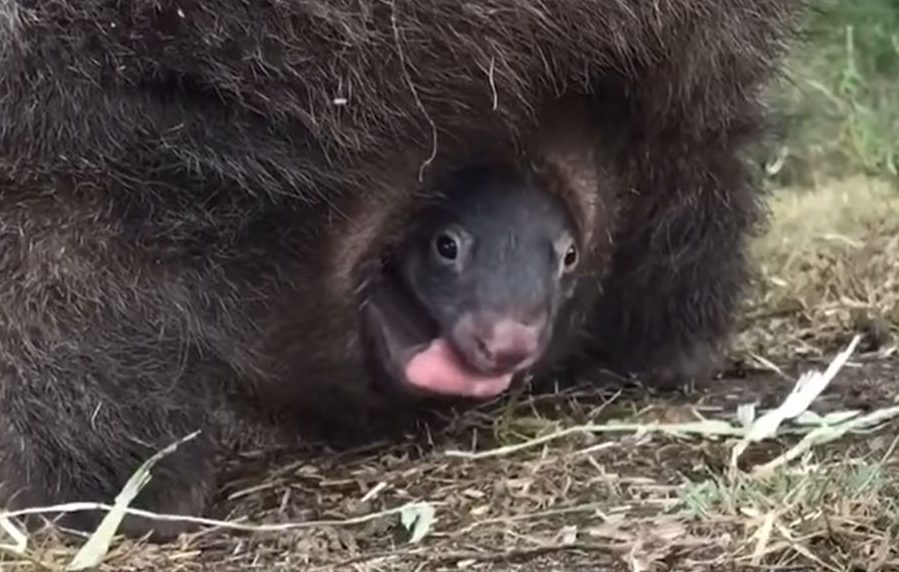 Watch: Rescued wombat Valencia shows off her joey to the world