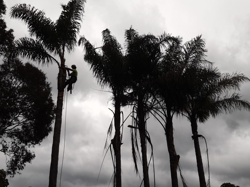 Cocos palms being removed