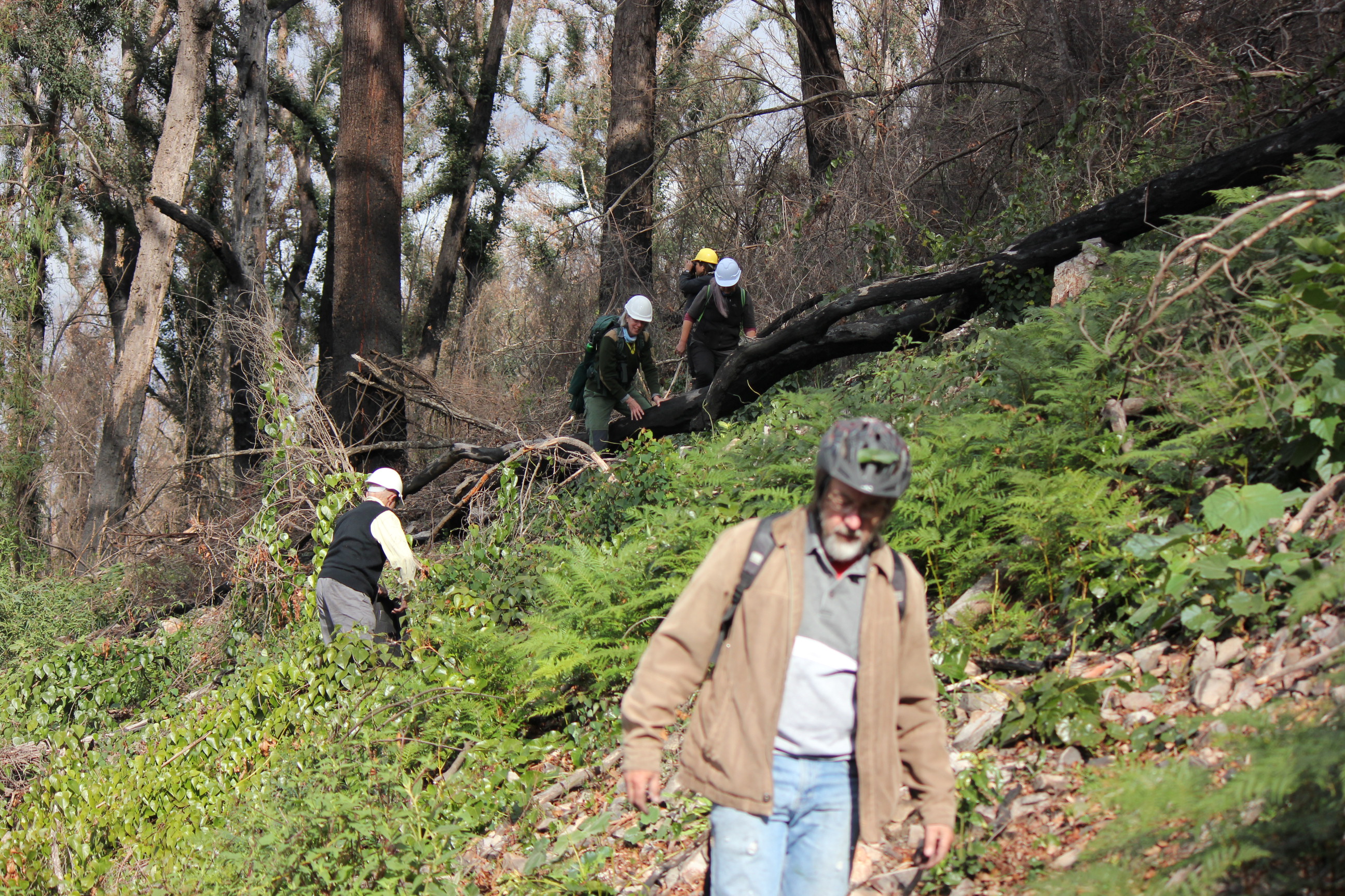 Eurobodalla landowners urged to plant a 'koala tree'