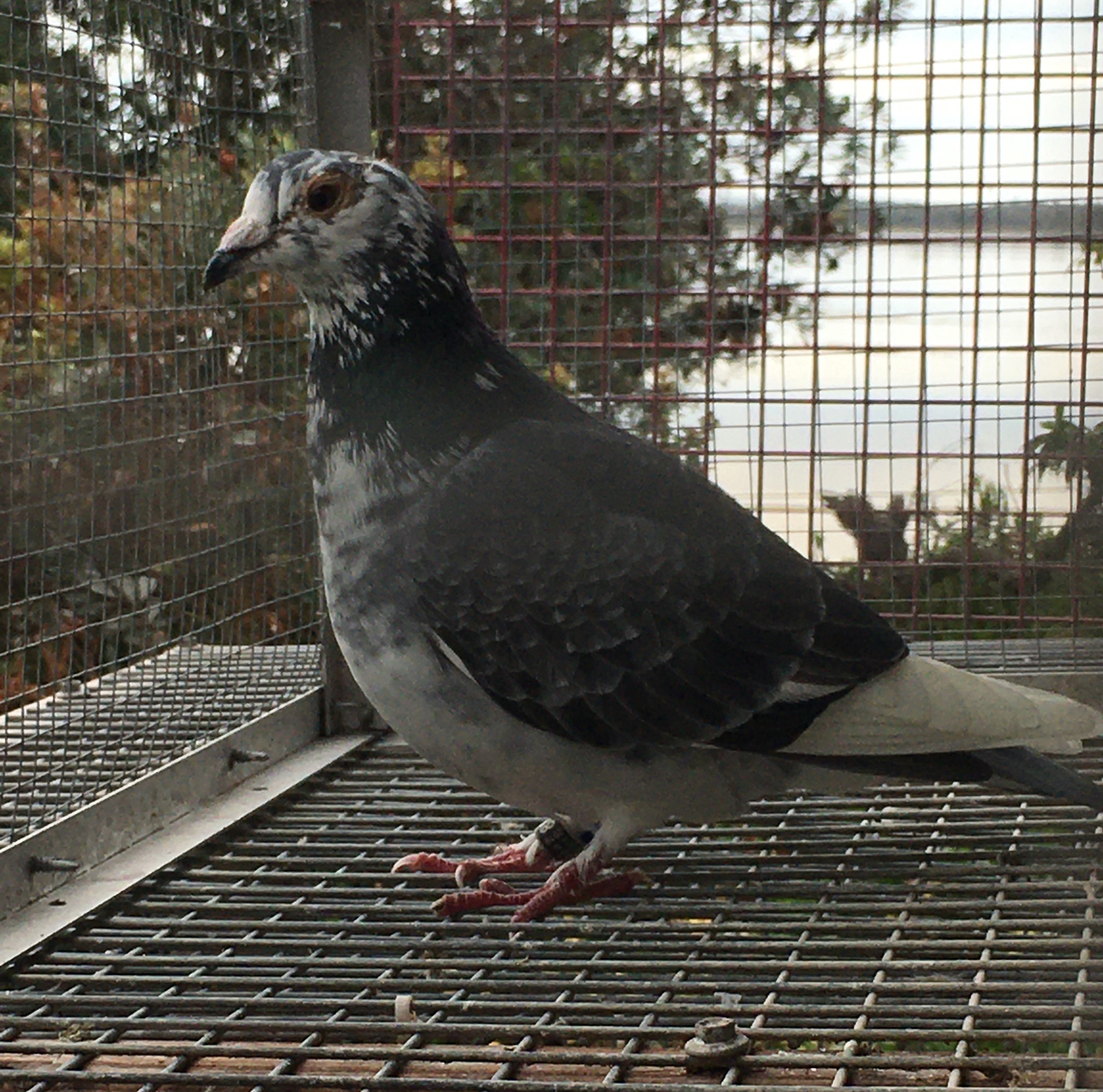 The humble homing pigeon is the fastest racing animal on earth