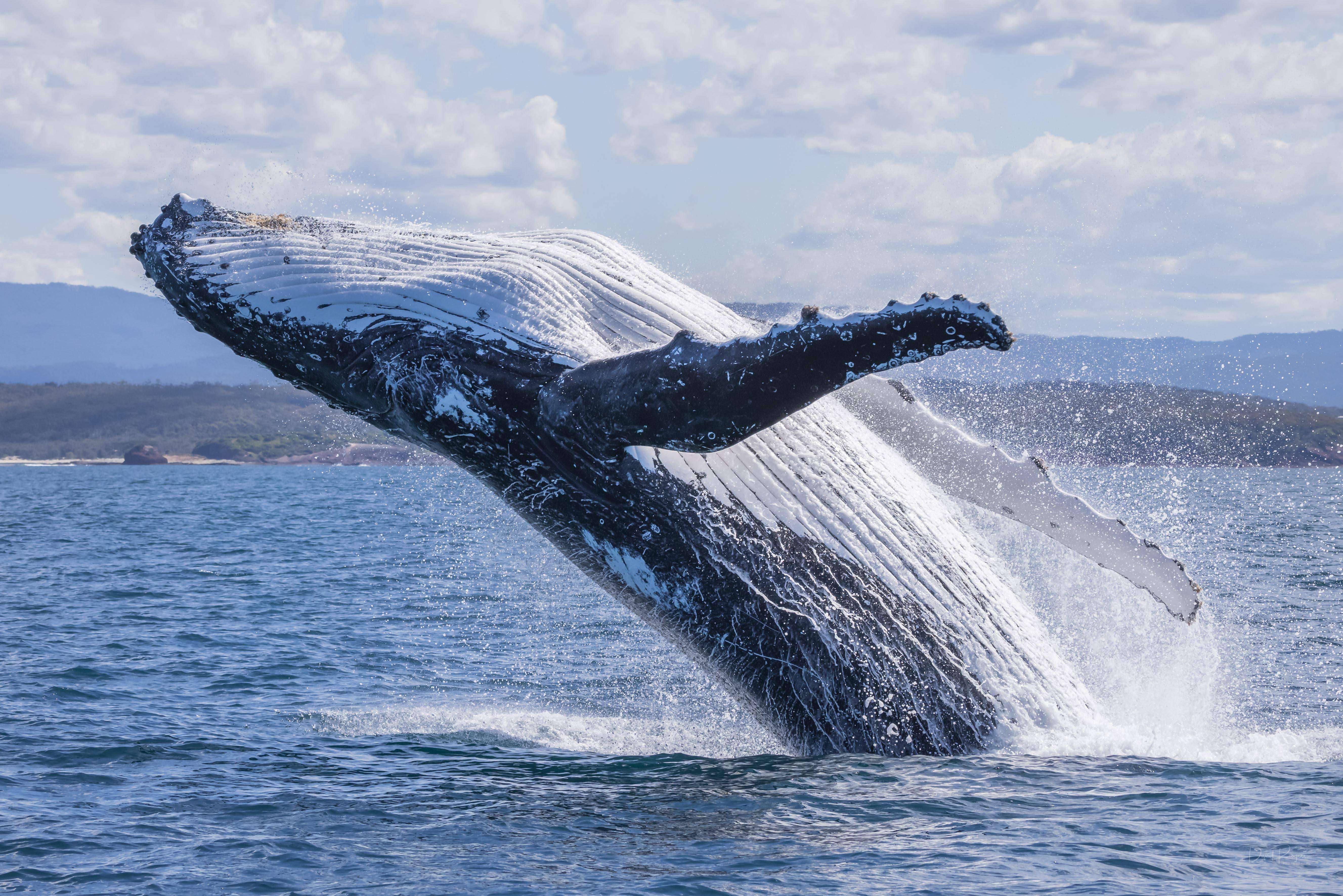 New Whale Trail campaign kicks off in Bermagui
