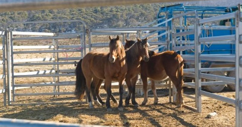 Wild horse rehoming program suspended and under investigation following Wagga carcass discovery