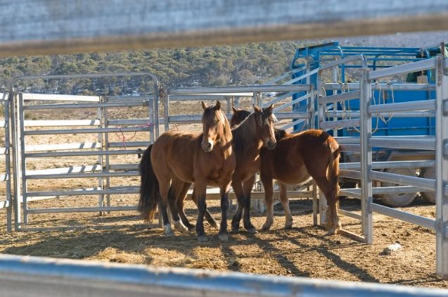 horses in a yard