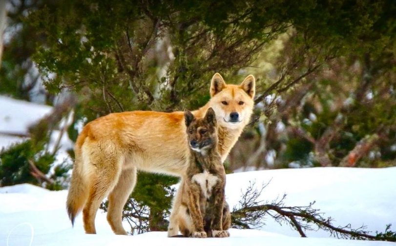 Dingo in Kosciuszko National Park
