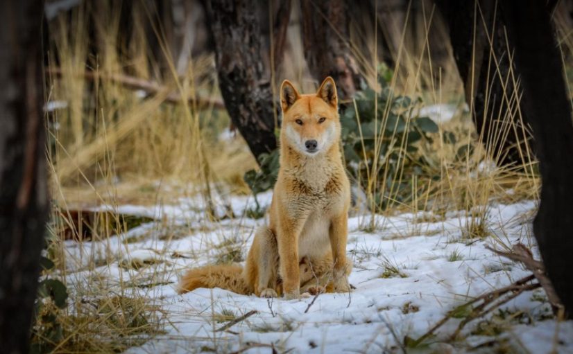 Dingo in Kosciuszko National Park
