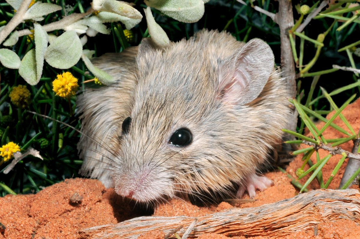 ANU researchers find mainland mouse, thought to be extinct, off WA coast