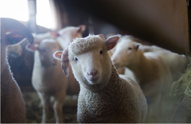 Poddy lamb on farm