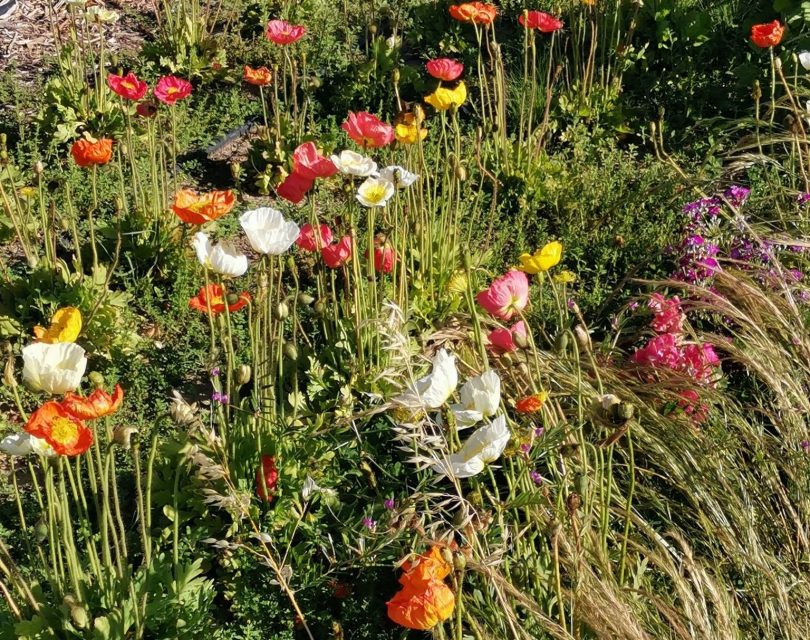 Flowers at Cloudland Flower Farm