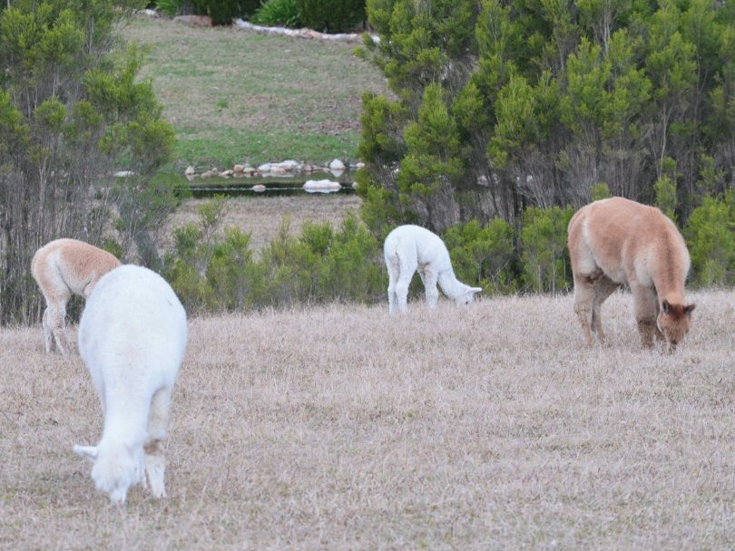 Alpacas grazing at Glenbungle Farm