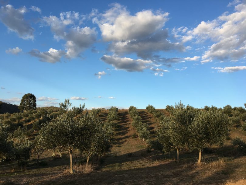 Alto olive trees