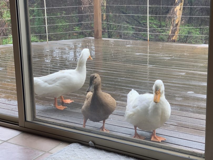 Ducks at a window
