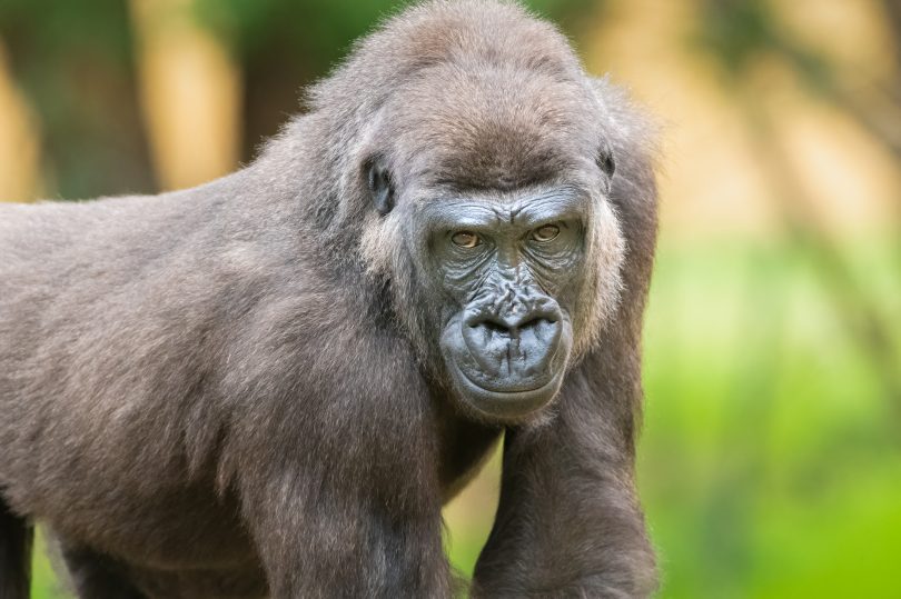 Mogo Zoo's gorilla, Kipenzi.
