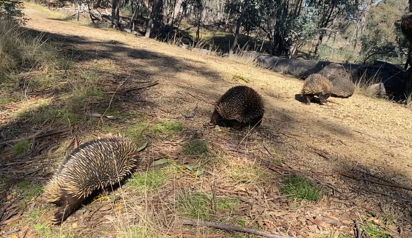 As 'echidna train' season comes to an end, keep your eyes peeled for puggles