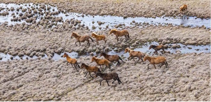 Wild horses in Kosciuszko National Park
