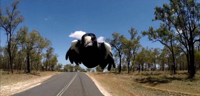 Flying magpie