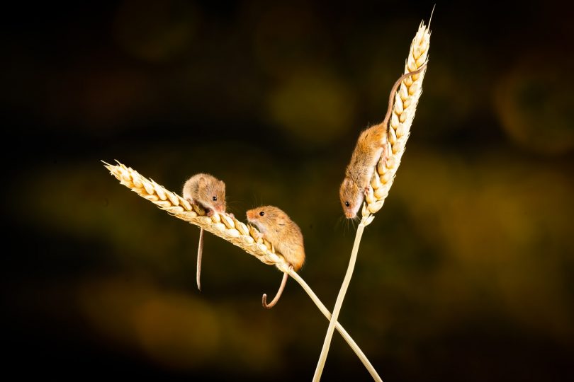 Mice on strands of wheat