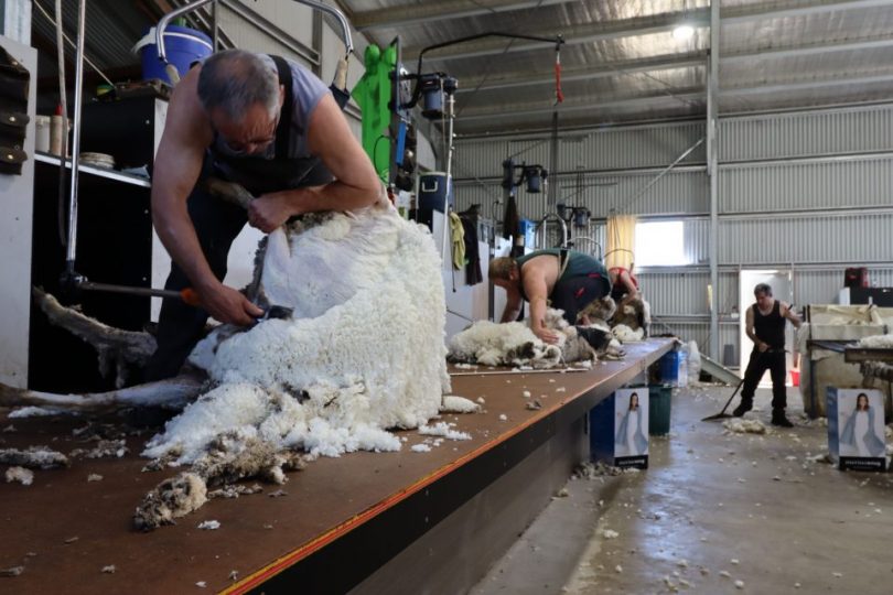 Shearers a work