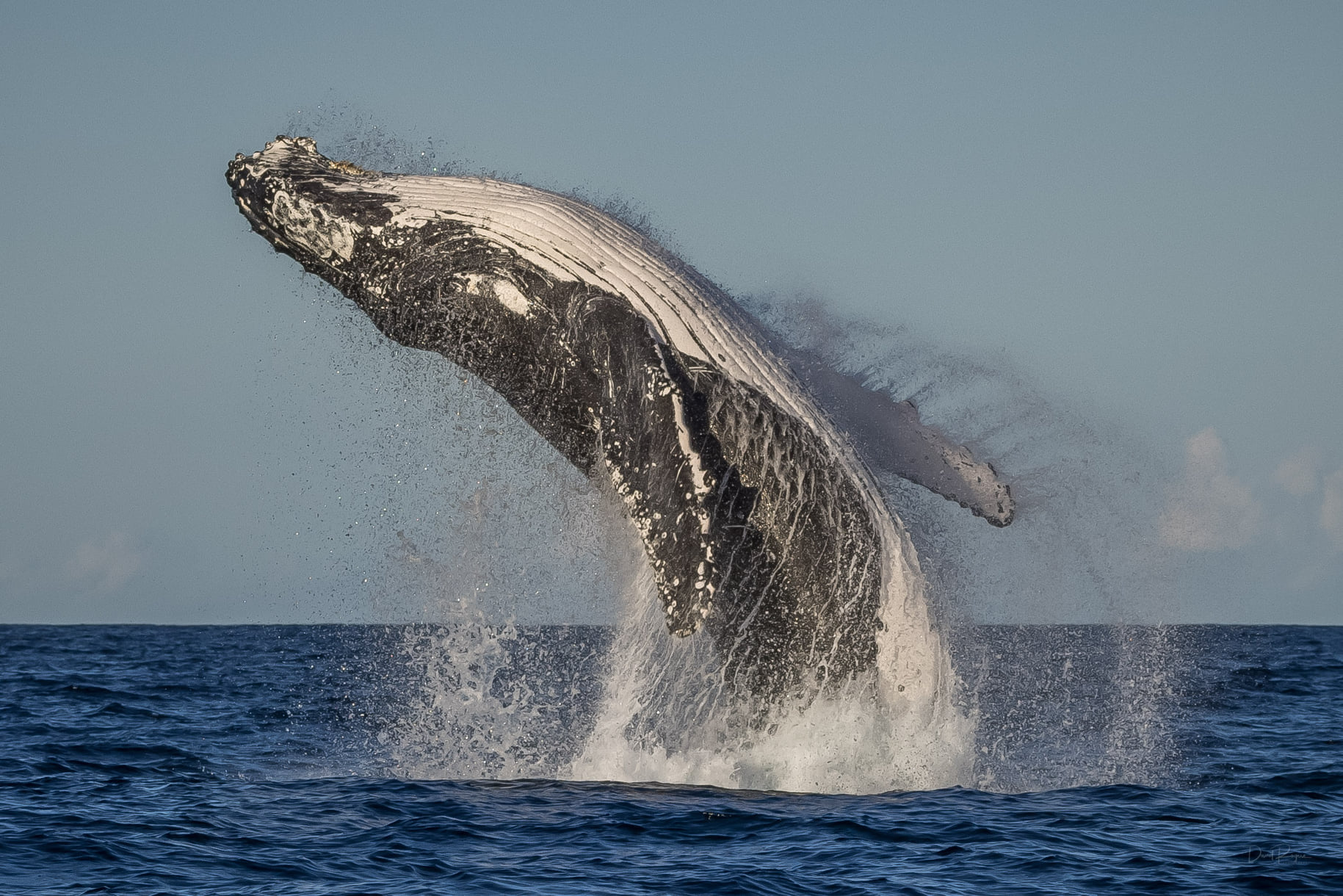 Rare super pod of humpback whales sighted off Sapphire Coast