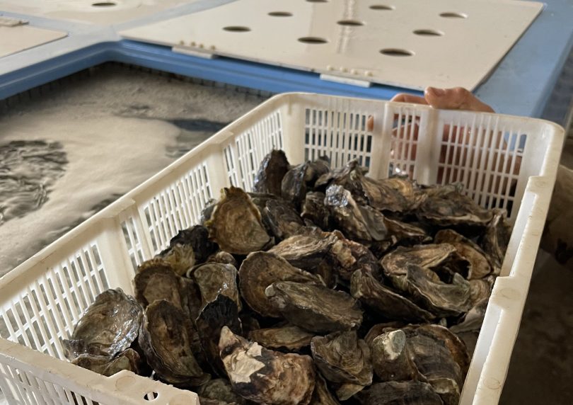 Fresh Oysters from the live storage tanks
