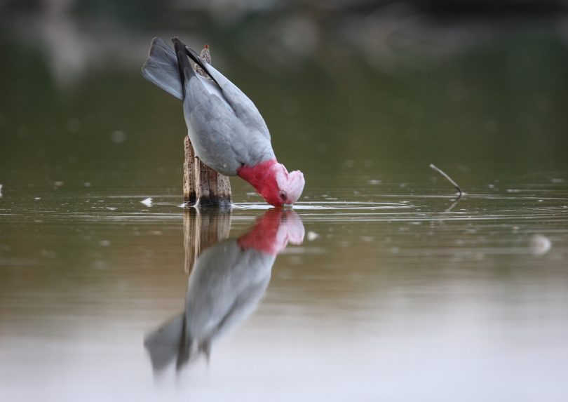Galahs are one of the most common birds spotted in regional NSW.