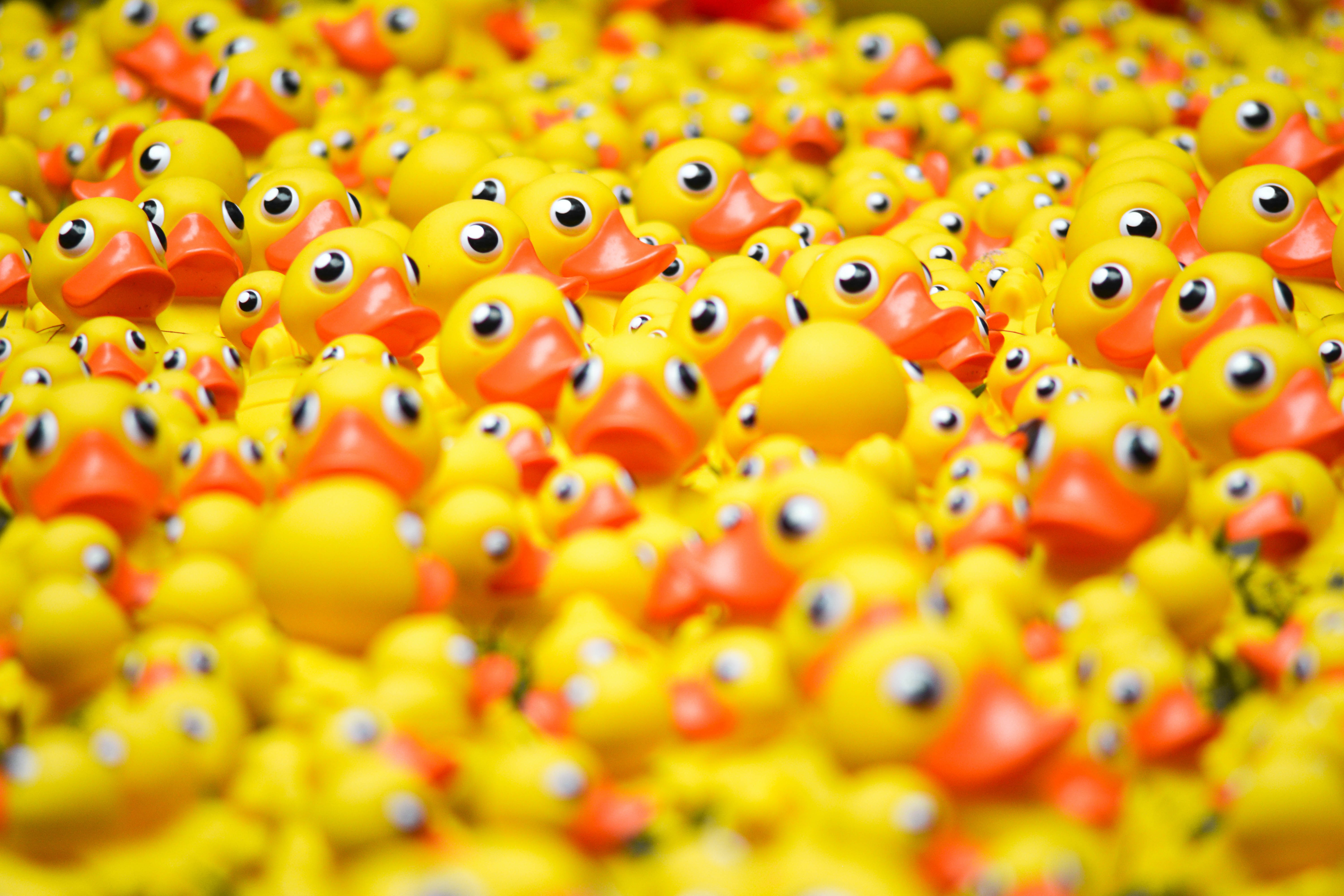 Plans underway for a quacking rubber duck race on Queanbeyan River next year