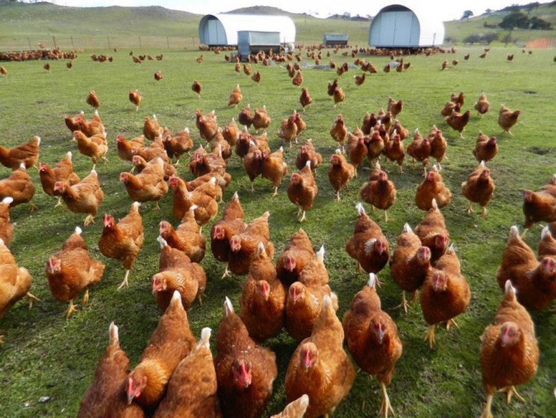 Free-range chickens on BumNuts egg farm in Gunning