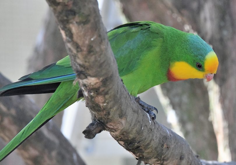 Superb parrot on tree branch
