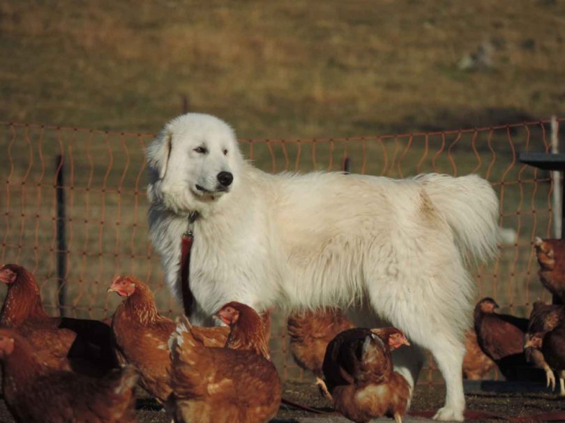 White dog guarding chickens on farm