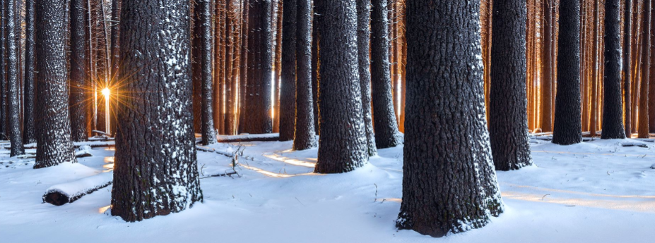 The sowing of sugar pine seedlings a symbolic step