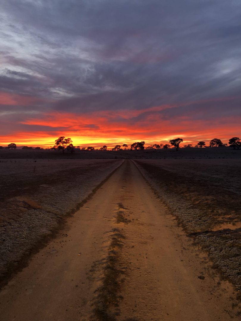 Bush sunset 