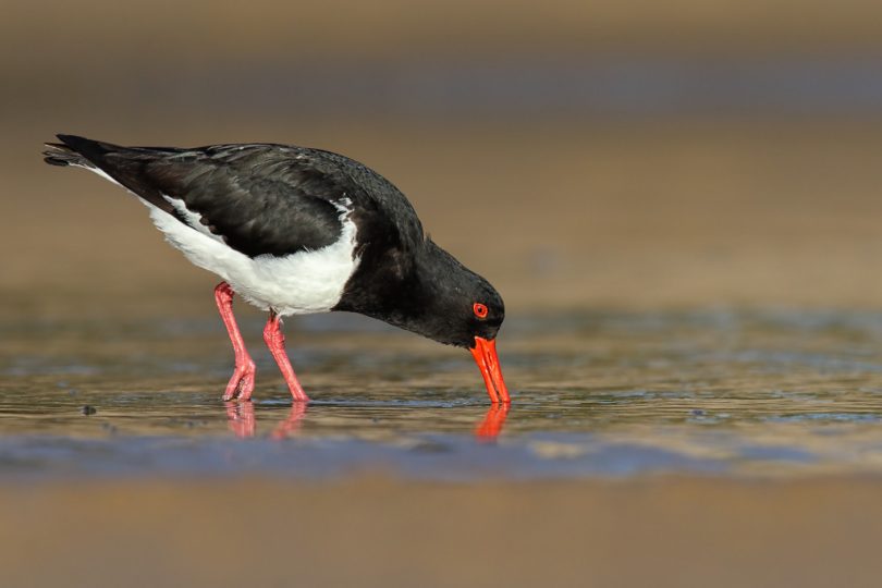 Endangered Pied Oystercatchers