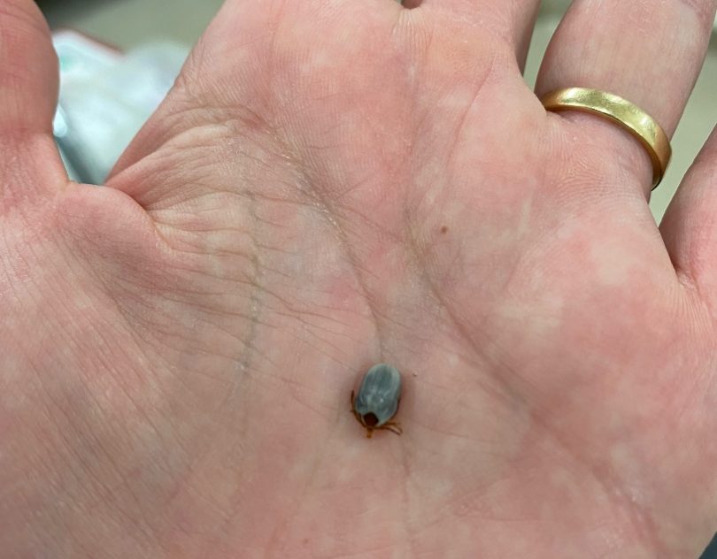 A paralysis tick removed from a dog this week.