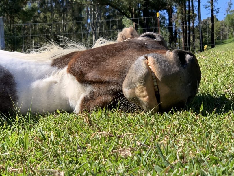 Horse lying on grass