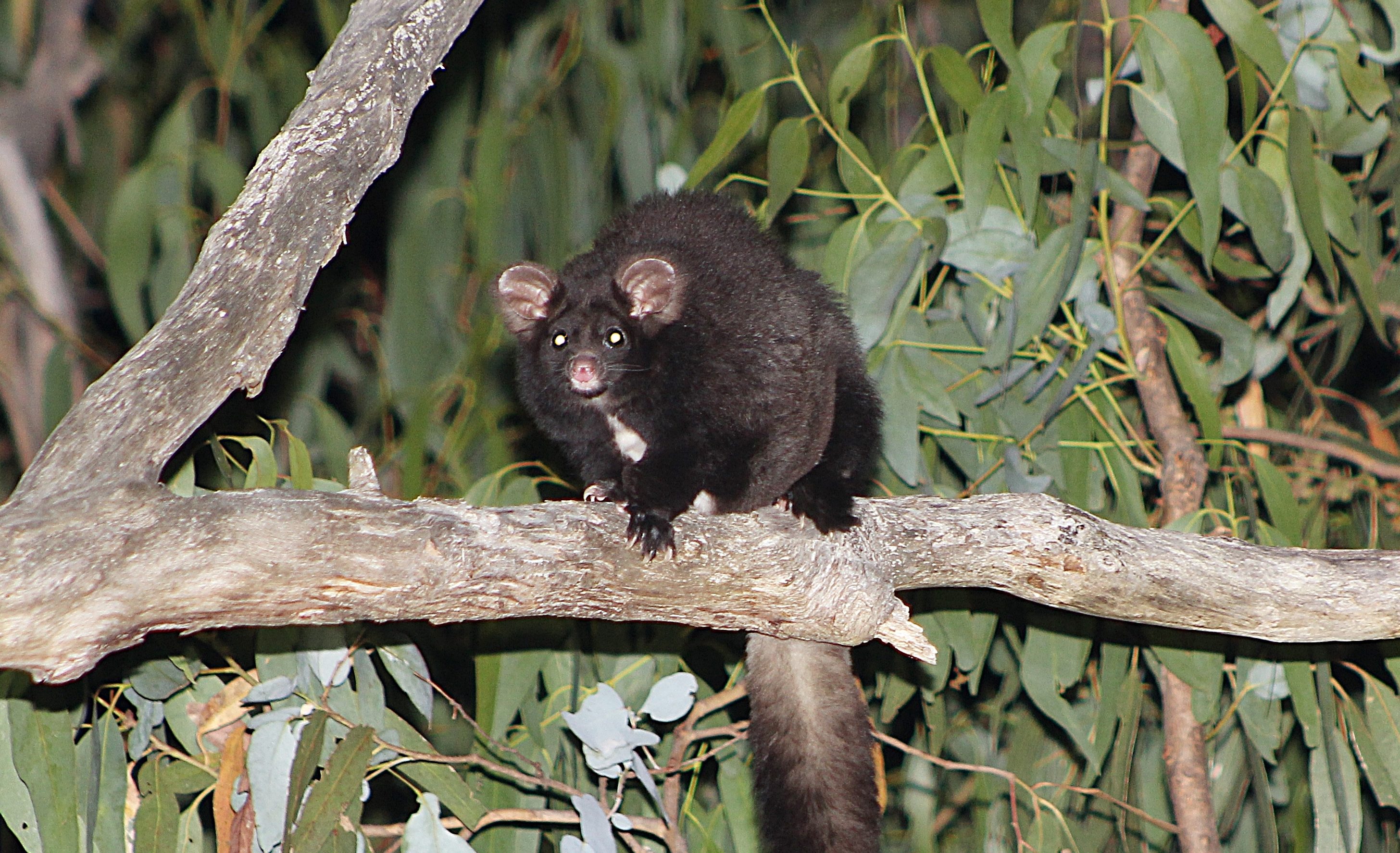 Gliding possums provide hope for recolonisation