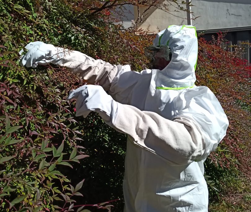 Horticulturalist Steve Carr setting a wasp trap in Bungendore