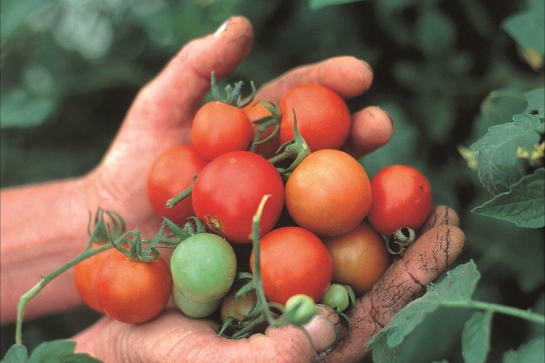 Man's hands holding tomatoes