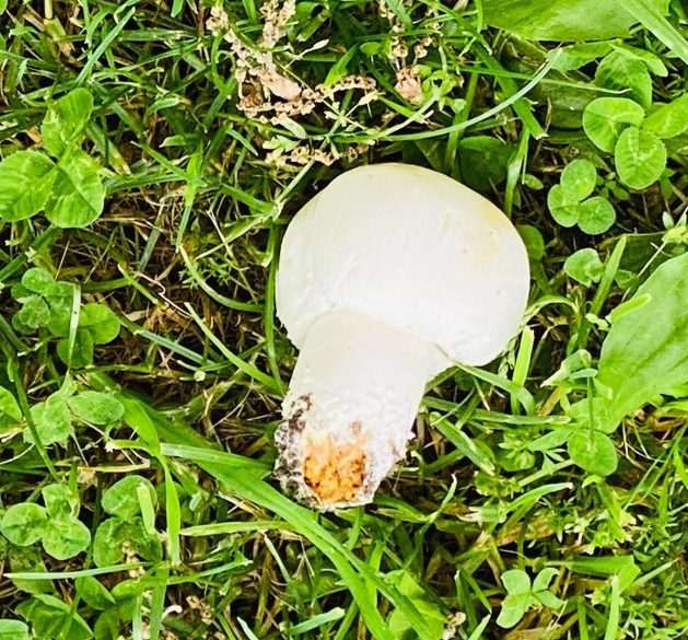 Warning issued as death cap mushrooms spotted in Yass
